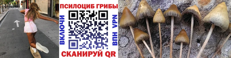 Галлюциногенные грибы Psilocybine cubensis  Снежногорск 
